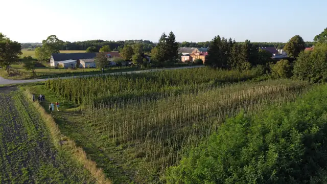 Rzędy drzew i pas zieleni okalający gospodarstwo