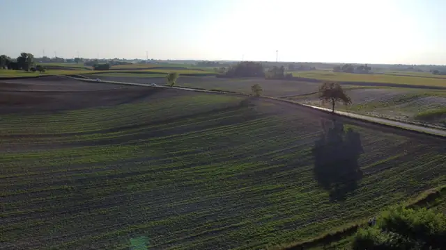 Pola i szkółka o poranku