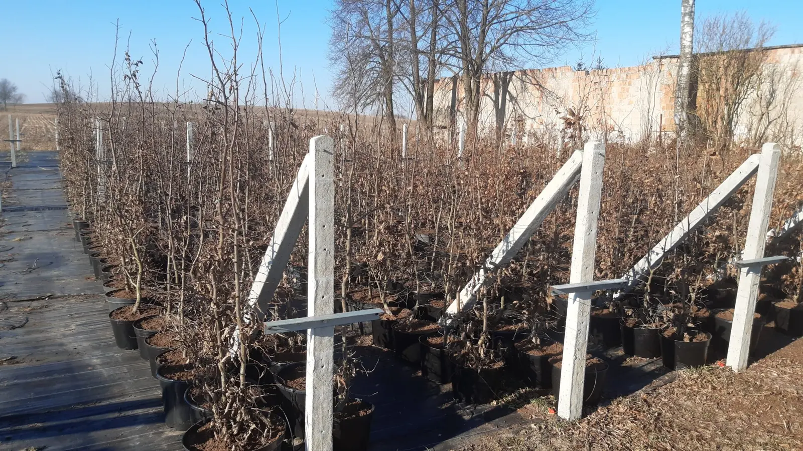 Kwatera szkółki wiosną, przed rozpoczęciem wegetacji